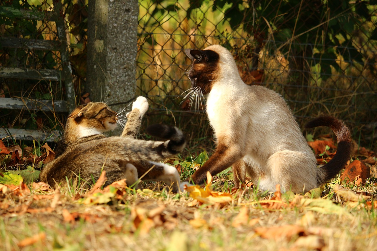 chat qui se bagarre avec un autre chat