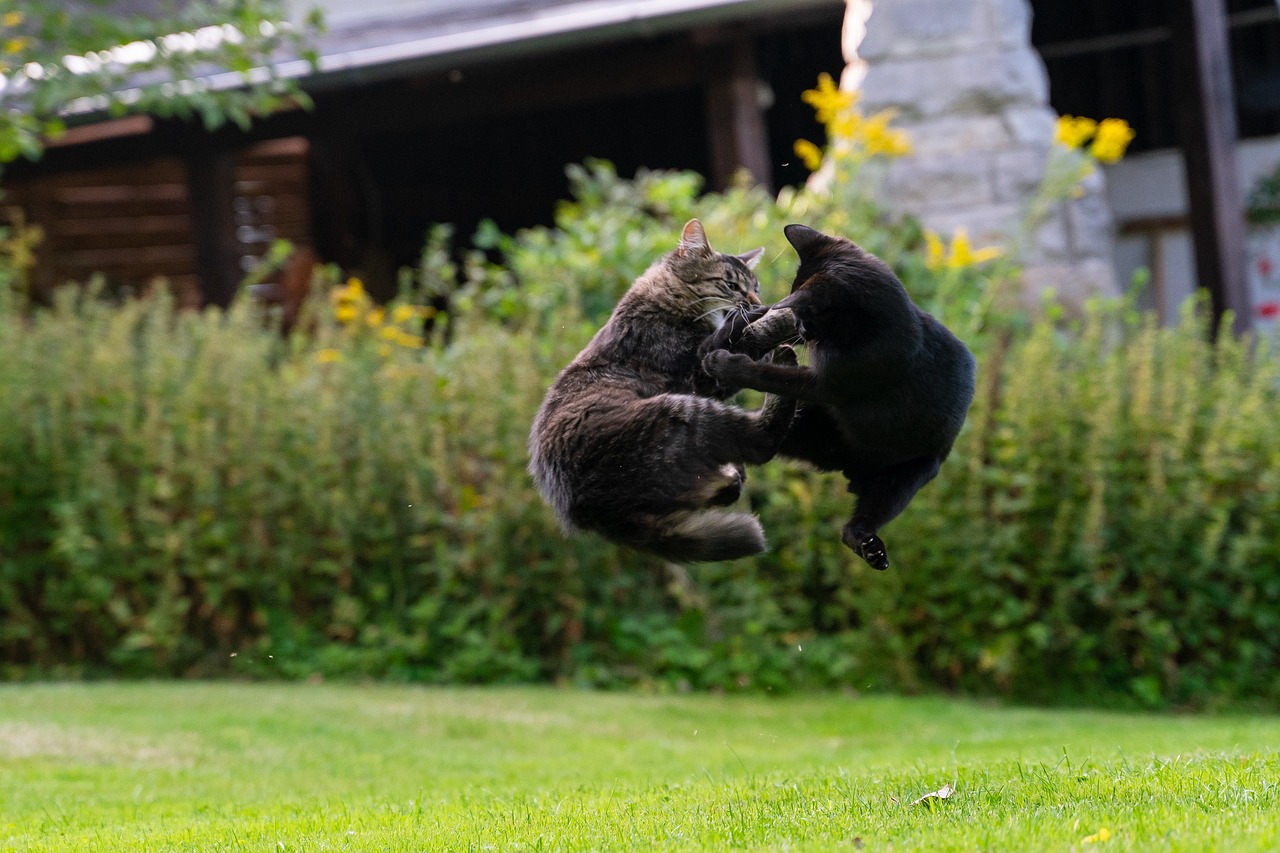 chat qui se bagarre avec un autre chat