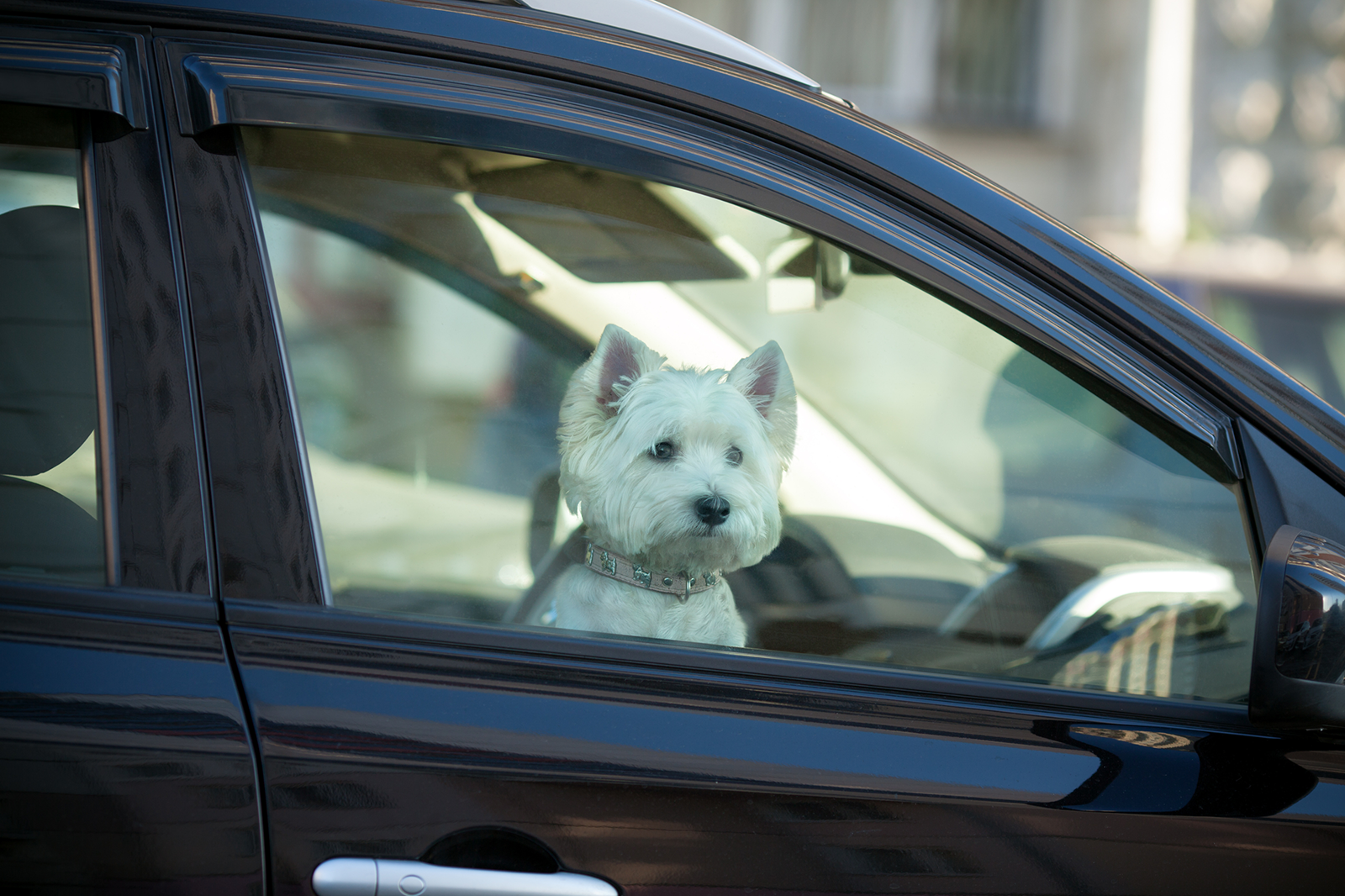 Chien dans une voiture