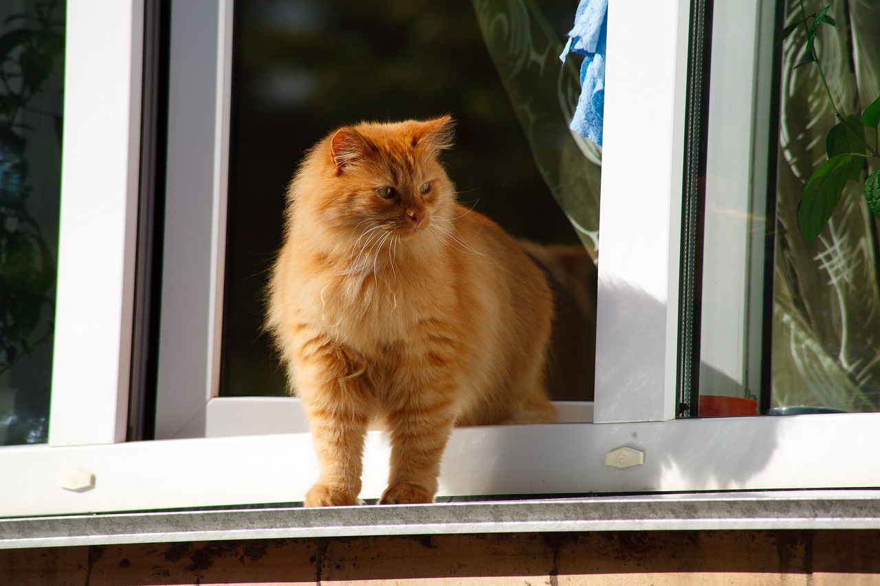 Chat passant par une fenêtre