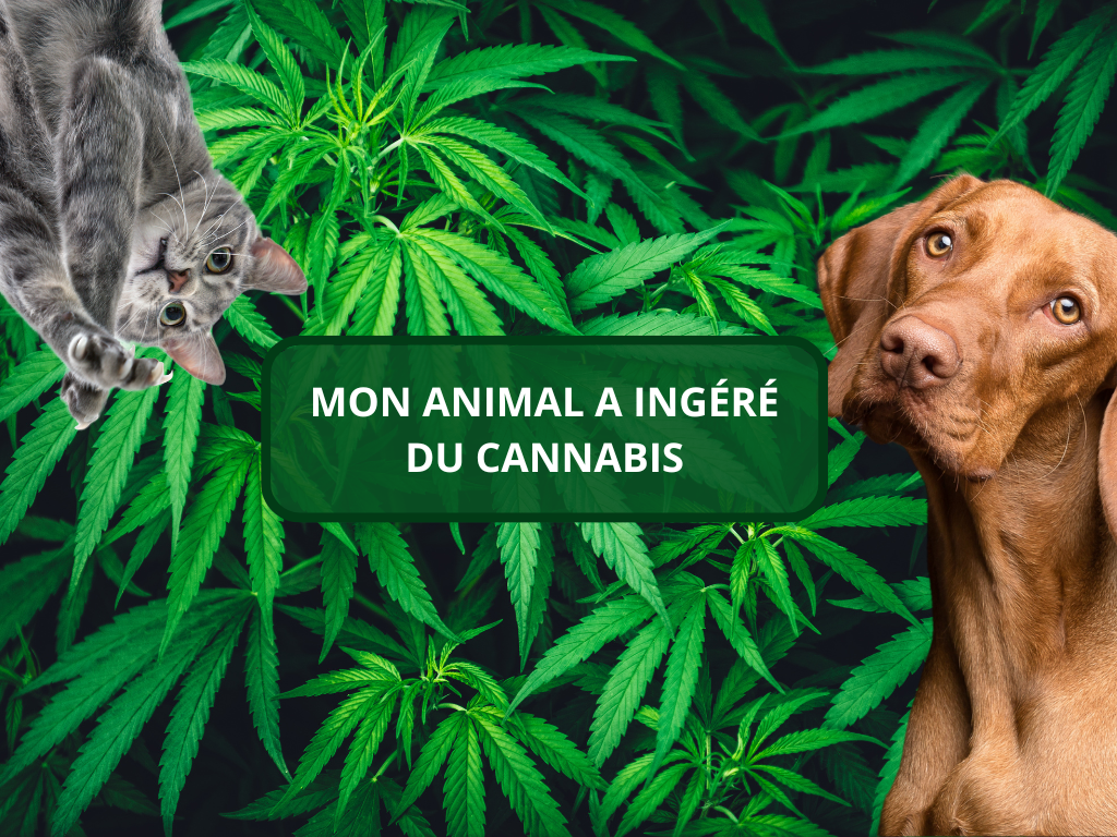 illustration fiche santé n°5 Urgences veterinaires delta