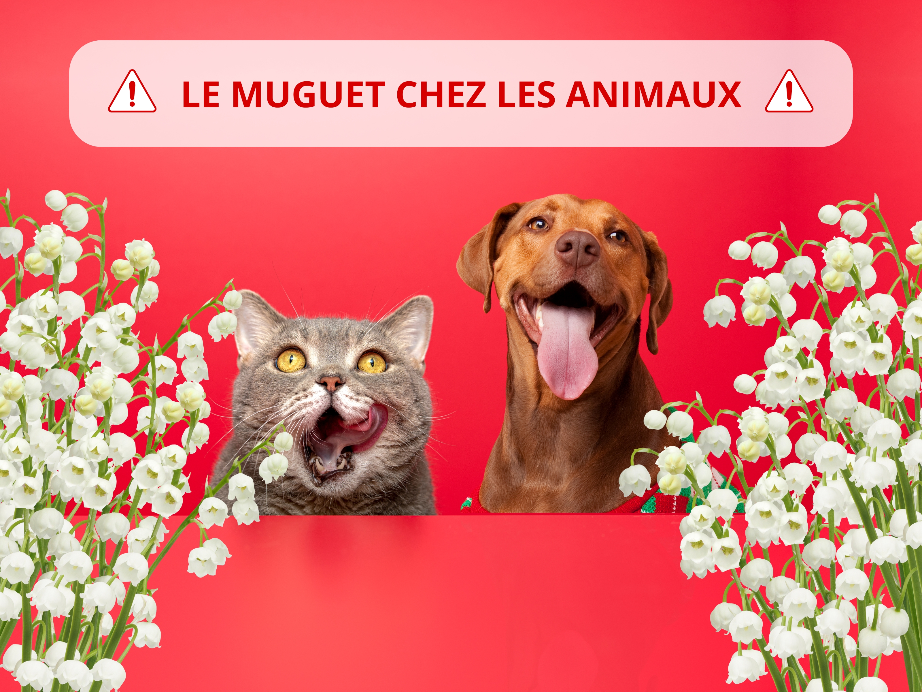illustration fiche santé n°3 Urgences veterinaires delta